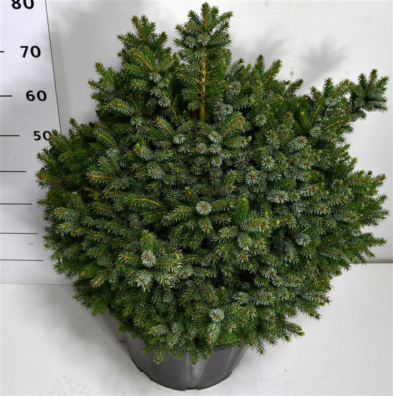 Picea omorika 'Nana' - C35 50-60 CM